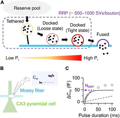 Mechanistic insights into cAMP-mediated presynaptic potentiation at hippocampal mossy fiber synapses